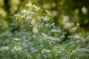 Anyż (Pimpinella anisum)