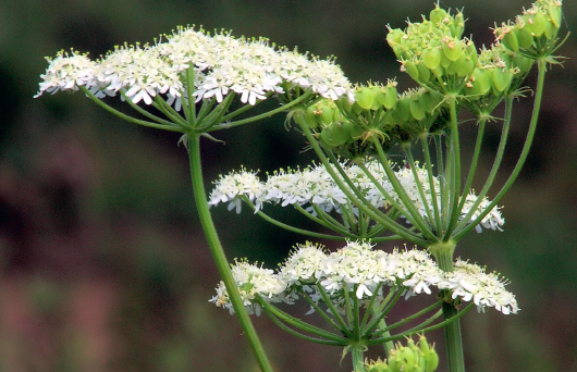 Anyż (Pimpinella anisum) to roślina jednoroczna z rodziny selerowatych (Apiaceae)