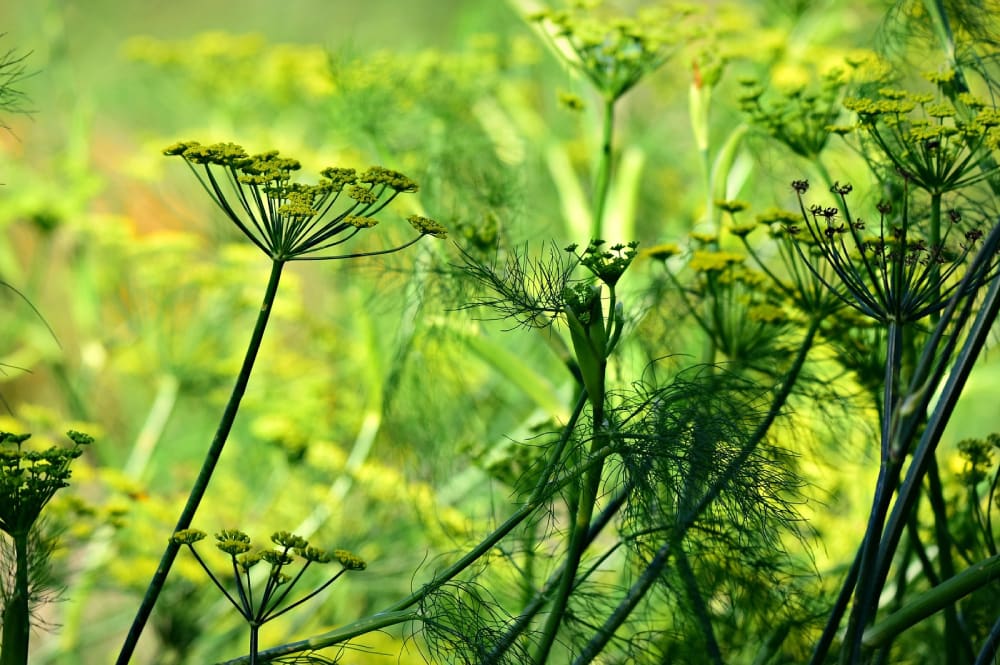 Anyż właściwości – co warto wiedzieć o tej przyprawie
