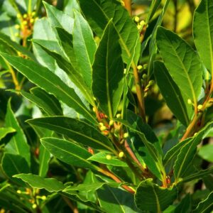 Liść laurowy – właściwości i zastosowanie