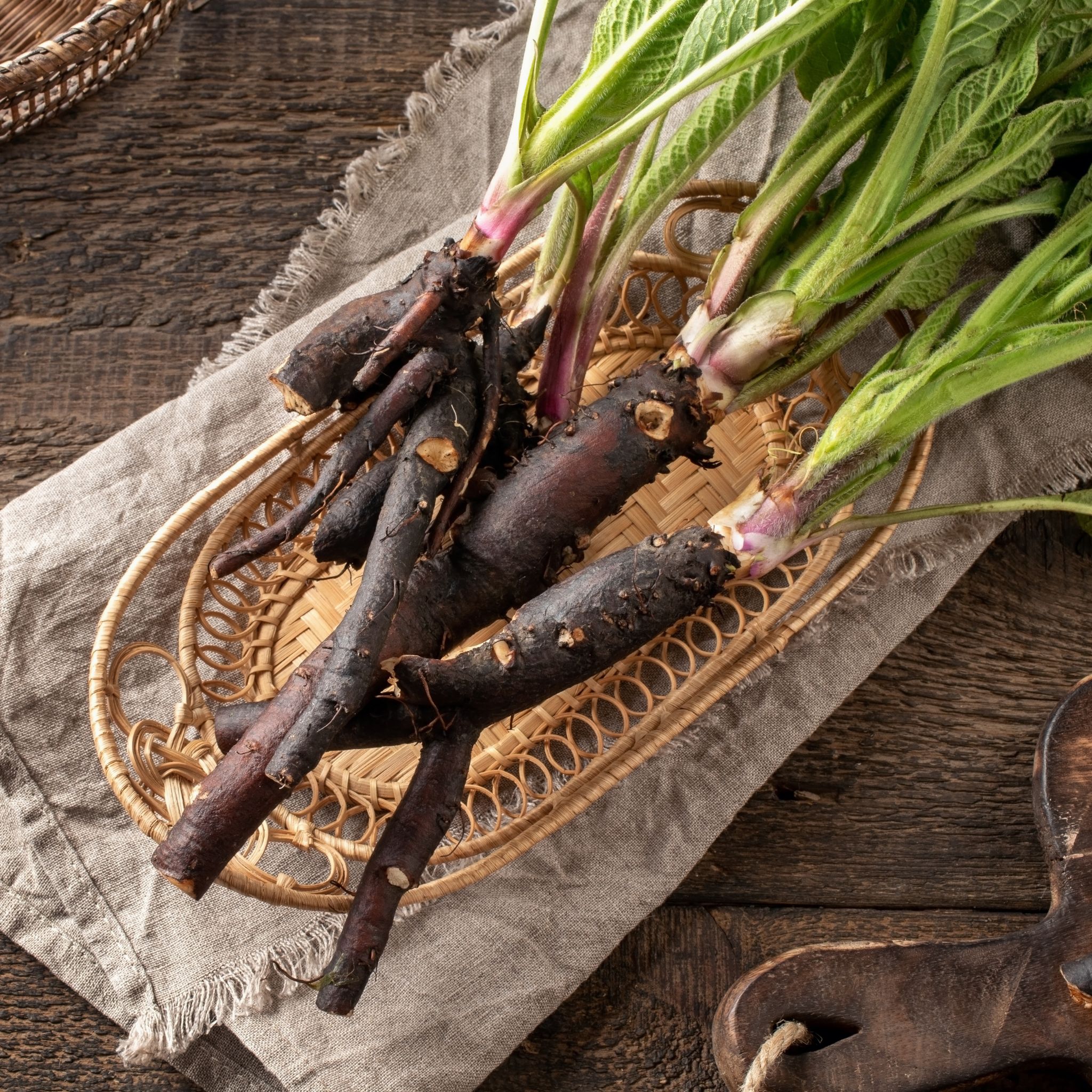 Liście i wykopane korzenie