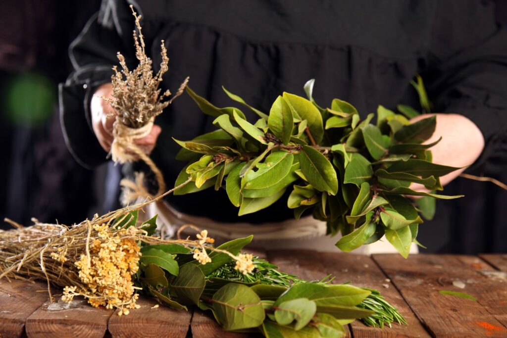 Liście laurowe w doniczce do celów kulinarnych