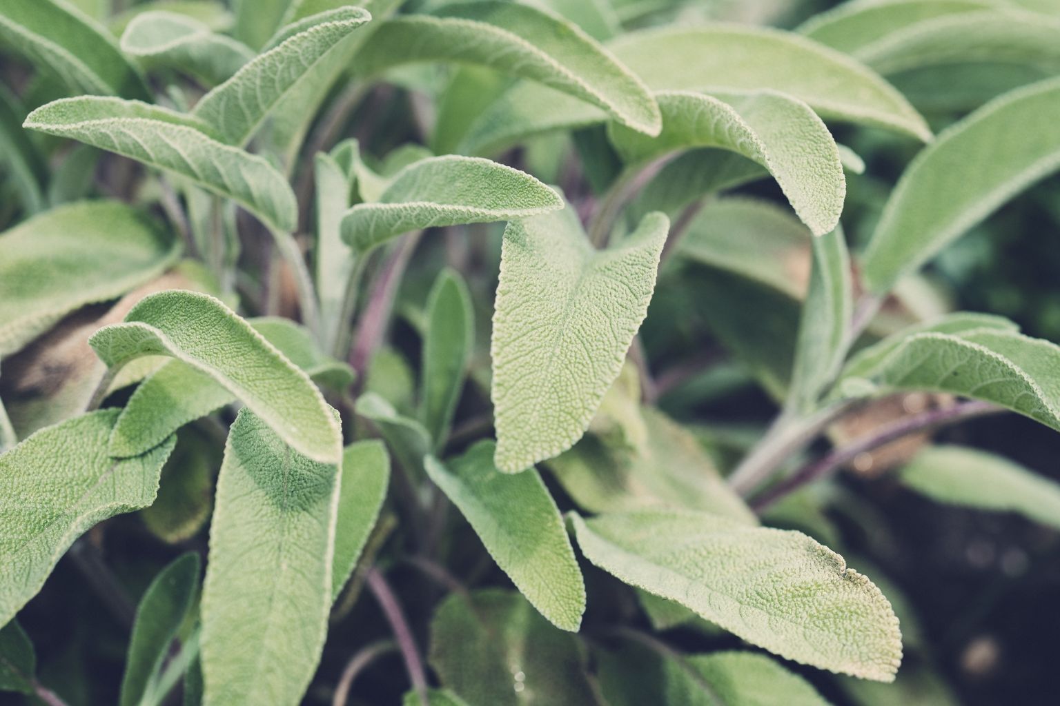 Liście szałwii lekarskiej Salvia officinalis – charakterystyczna struktura