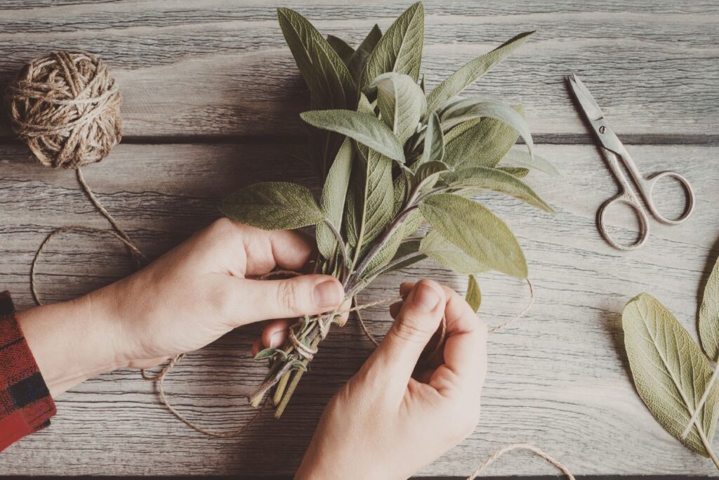 Liście szałwii lekarskiej z bliska – charakterystyczna faktura i kolor