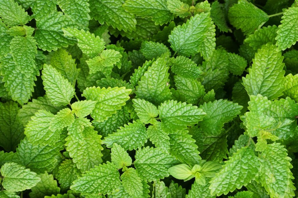 Melisa na co pomaga – zastosowania, działanie i bezpieczeństwo