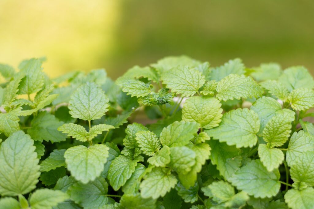 Melisa na stres – zastosowanie, działanie i bezpieczeństwo