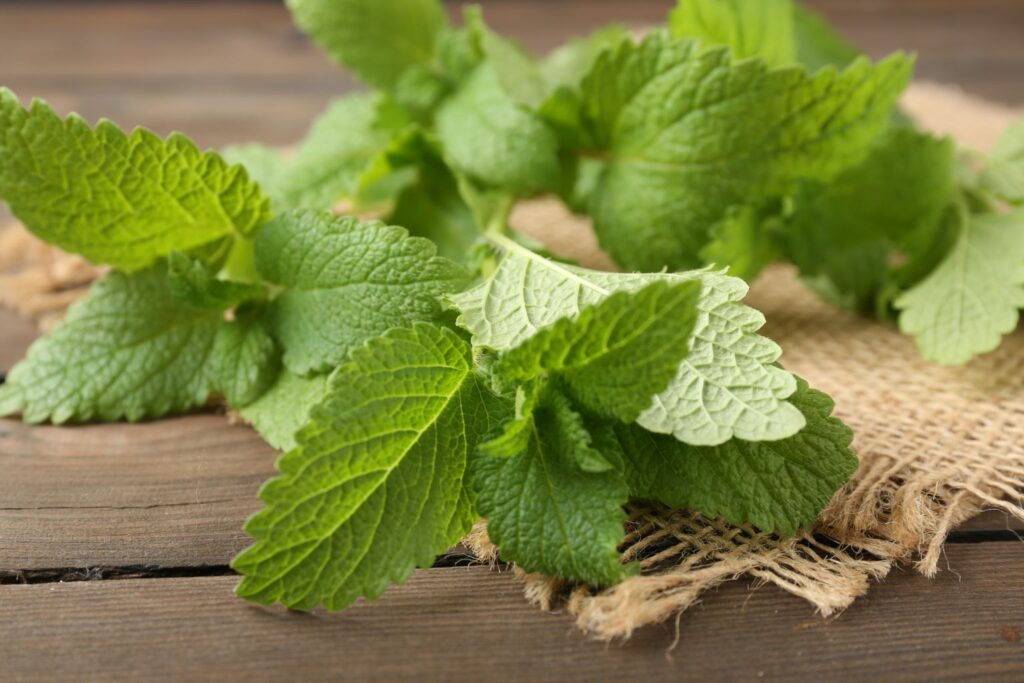 Melisa przeciwwskazania – co warto wiedzieć przed zastosowaniem