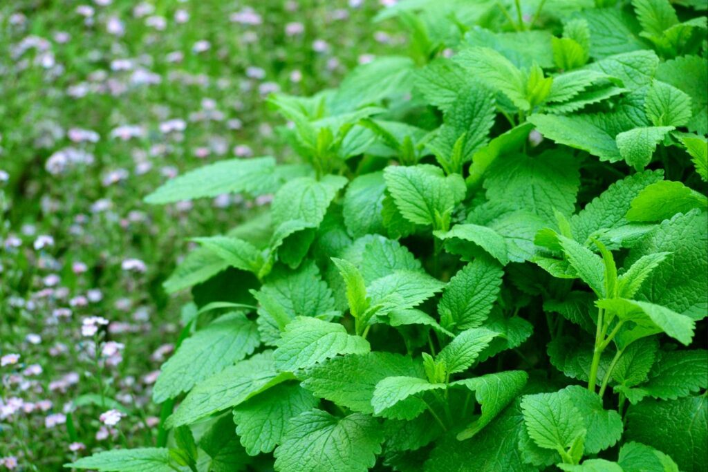 Melisa właściwości – do czego służy i jak działa