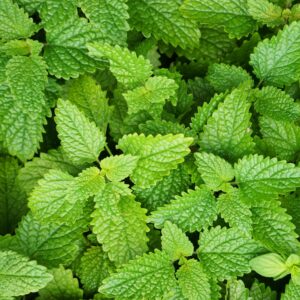 Melisa – właściwości, zastosowanie i informacje