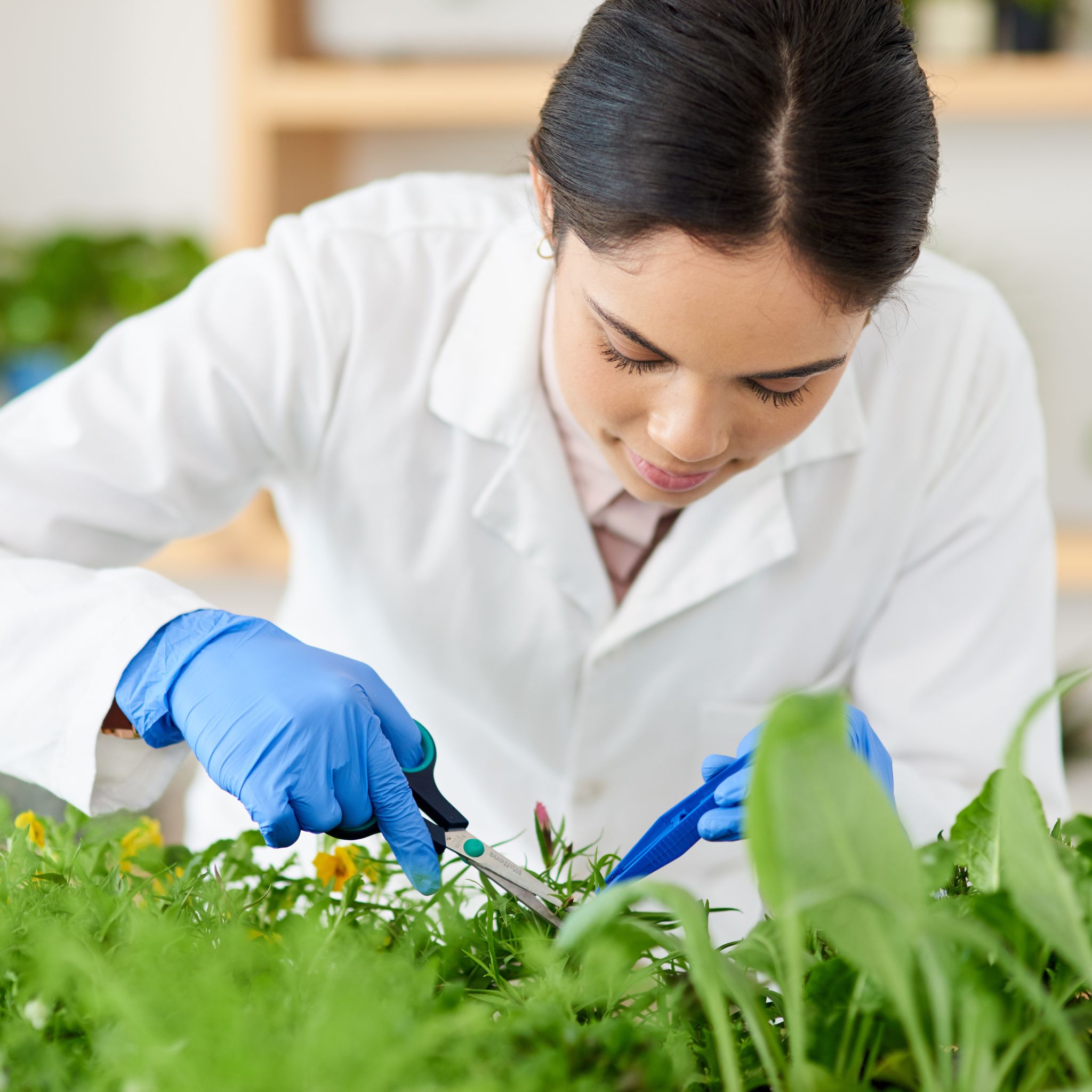 Naukowiec badający rośliny i ich właściwości
