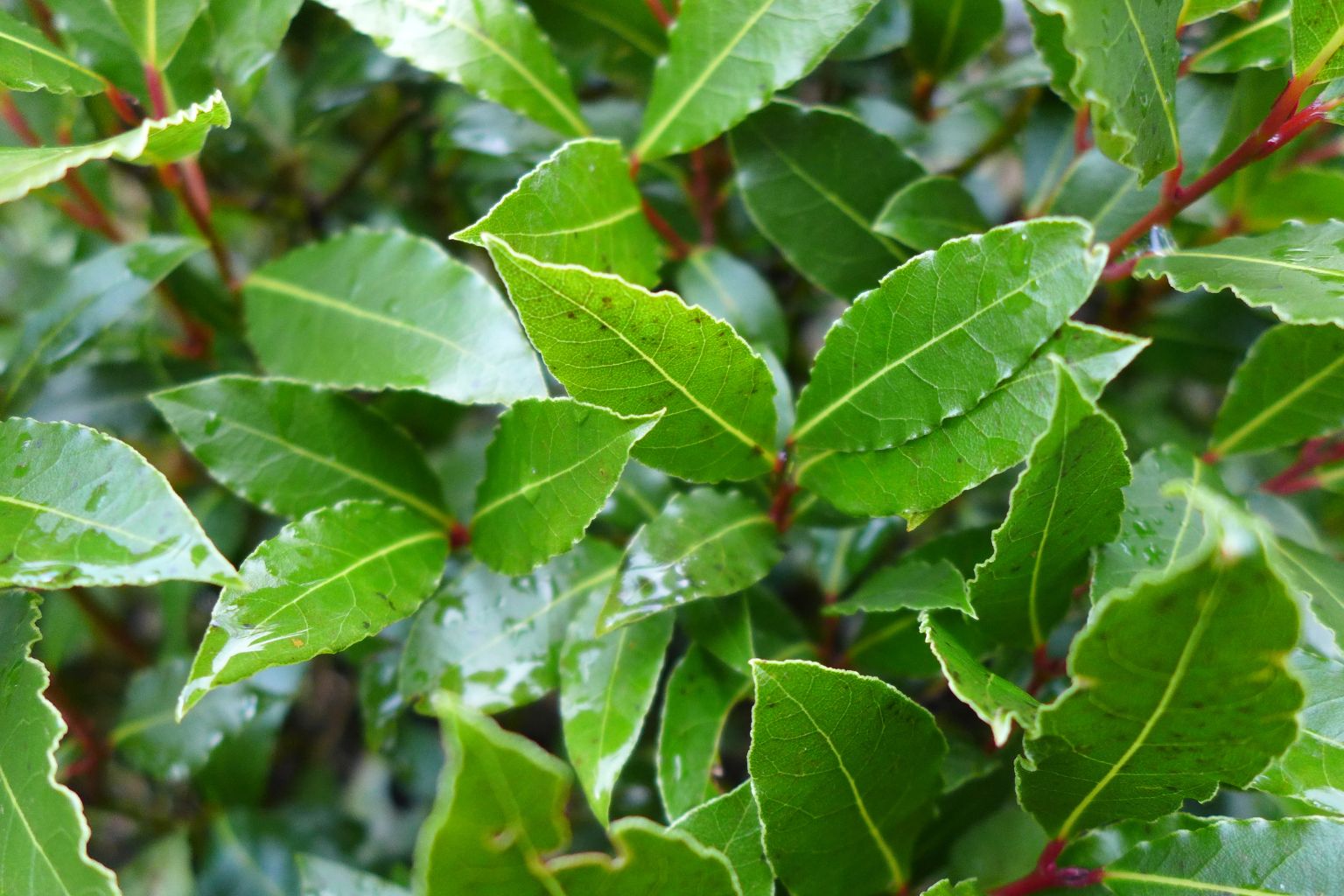 Ograniczenia i wątpliwości dotyczące liścia laurowego