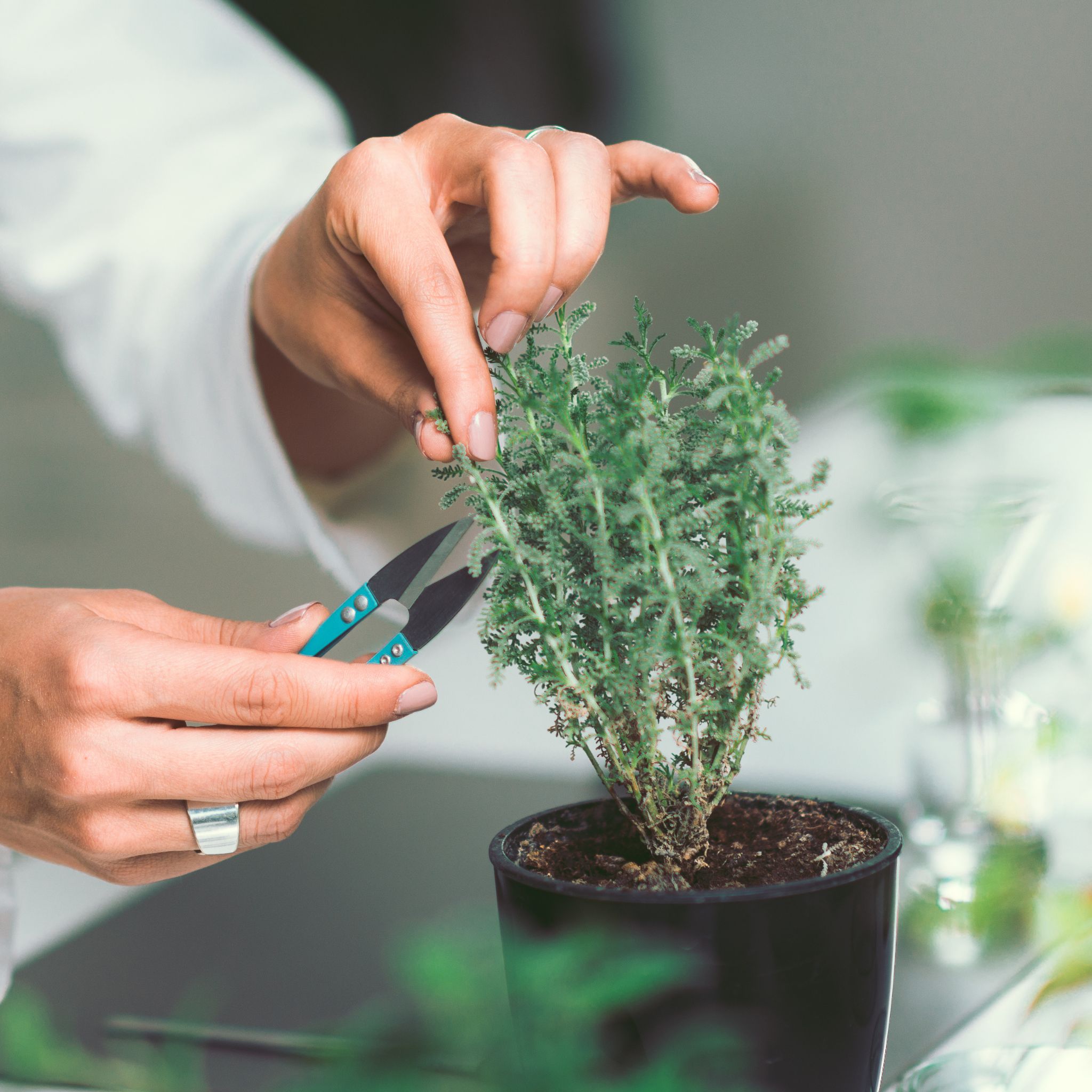 Pobieranie próbki z rośliny do analizy