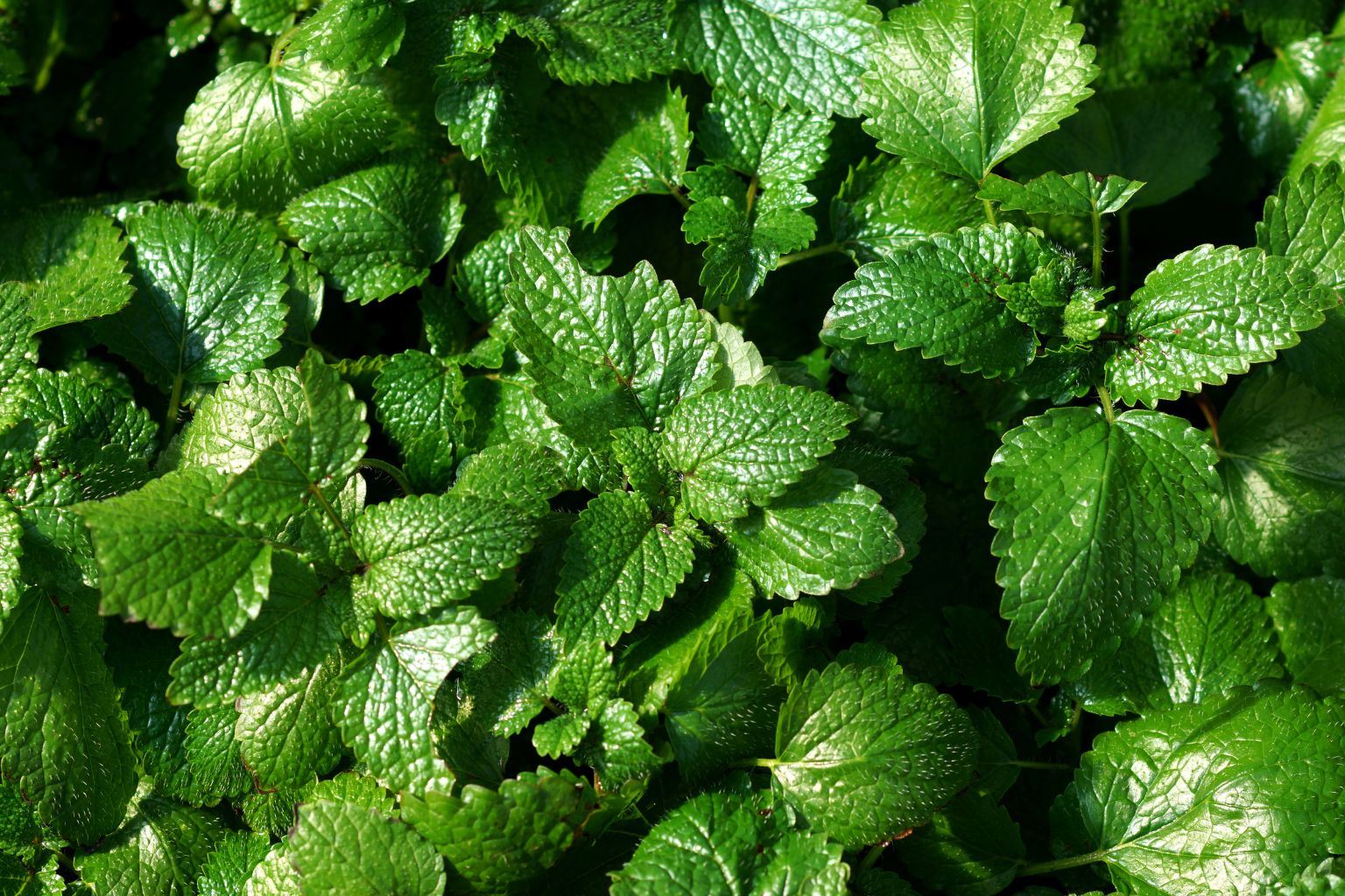 Świeże liście melisy lekarskiej z kropelkami rosy