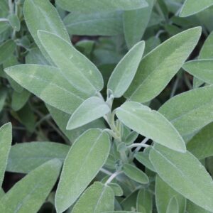 Szałwia – właściwości, zastosowanie i informacje